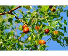 Pianta di giuggioli Albero giuggiolo - Imballaggio speciale protettivo