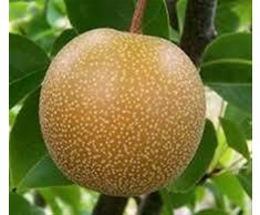 ALBERO DI PERO ASIATICO - pianta vera da frutto da esterno