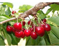 PIANTA ALBERELLO DA FRUTTO ALBERO DI CILIEGIA "GIORGIA" 133