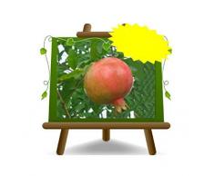 Melograno Grossa di Faenza Pianta da frutto su vaso da 20 - albero max 140 cm -2 anni