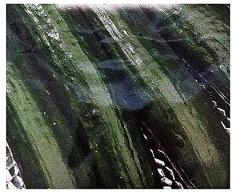 Semi Cetriolo Piret Bing - Cucumis Sativus - Cetrioli - 150 Sementi Circa Idea Regalo Natale Compleanno Festa