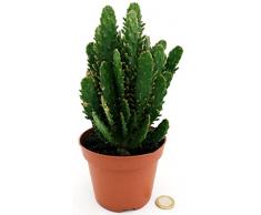 POWERS TO FLOWERS - FICO DINDIA, OPUNTIA COMPATTA, VASO 12CM, pianta vera