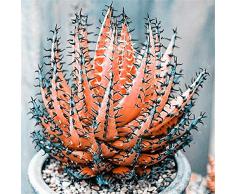 100 Pezzi Rari Semi Di Aloe Vera Piante Grasse A Base Di Erbe Balcone Giardino In Vaso Bonsai Pianta Semi Piuttosto Mutanda Colori assortiti Semi di Aloe Vera #