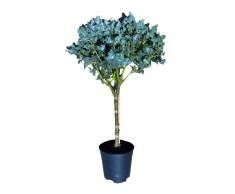 Pianta di EUCALIPTO GUNNII Alberello VASO 16CM eucaliptus argentato FOTO REALE AMDGarden