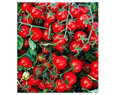 Lovelegis Semi Pomodoro Ciliegia Regina Lycopersicum Esculenthum Semi agricoli Pomodori Ciliege Regine 700 Sementi Circa Coltivazione Ortaggio Coltivare Prodotti orticoli Orto Dolcezza Giardino