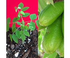 PLAT FIRM Germinazione dei semi: Bilimbi Averrhoa semenzale cetriolo Albero Sorrel Pianta in vaso