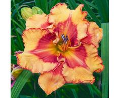 Bulbi Fiori Perenni Hemerocallis | Bulbi Di Hemerocallis | Pianta Di Hemerocallis | Fiori Perenni Da Giardino (15 Bulbi,NO.3)