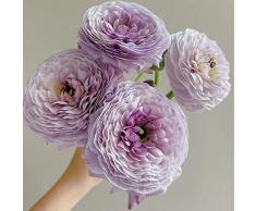 Bulbi di ranuncolo Bulbi di fiori rari e resistenti Serie-3 Bulbi di ranuncolo viola Bulbi di fiori Bulbi di fiori perenni Hardy Piante da balcone Fiori primaverili Giardino regalo