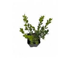 Pianta Buxus Faulkner Vaso 7cm