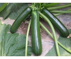 50pcs pezzi di semi di zucchine superficie liscia piantati durante tutto lanno per adattarsi a vari climi facili da curare adatti per giardinieri alle prime armi