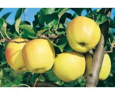 PIANTA ALBERELLO DA FRUTTA ALBERO DI MELA GOLDEN DELICIOUS 157