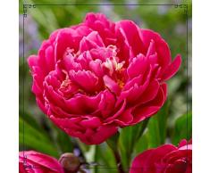 Peonia Bulbi Peonia Pianta Vera Bulbi Fiori Perenni Da Esterno Peonia Rossa Bulbi Fiori Grandi Fiori Raramente Disponibili Resistenti E Tolleranti Alla Siccità-1Bulbi,A