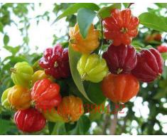 semi 20pcs Suriname ciliegia, Pitanga semi della frutta, ciliegio brasiliano {} rossi, pianta rara per la casa e il giardino