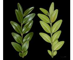 PIANTA DI BOSSO ALTA 50-70 cmBuxus sempervirens IN VASO Ø 18