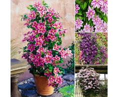 KISSHES Clematis 20/50 pezzi - pianta rampicante perenne - pianta ornamentale per il giardino