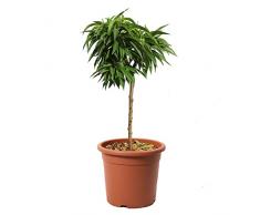 KENTIS - Prunus Persica - Pesco Nano - Piante Vere da Esterno - Pianta da Frutto da Giardino - Vaso da Coltura Ø 24 cm