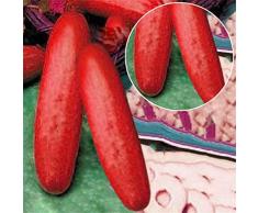 Semi di piante da frutta, 50pcs Semi di cetriolo rosso Cucumis Sativus Verdura Home Plant Frutta