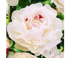 Peonia 1x Rizoma Peonia fiore Bulbi primaverili Piante decorative Peonie vere Paeonia Festiva Maxima