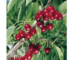 CILIEGIO-PRUNUS AVIUM- NEW STAR AUTOFERTILE - albero da frutto da esterno pianta vera