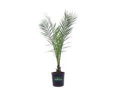Pianta di Palma delle Canarie Pianta di Phoenix Canariensis palma in vaso pianta ornamentale pianta vera Palrma da esterno venduta da eGarden.store