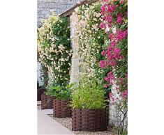 3: 100 pezzi Semi di fiori di gelsomino rampicante esotici Semi di gelsomino colorati Pianta profumata Semi di gelsomino arabo Pianta bonsai Giardino domestico