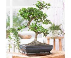 Bonsai di Olmo Cinese - Tradizionale Pianta Per Interni Giapponese