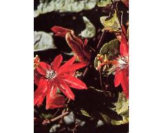 TROPICA - Passiflora rossa (Passiflora coccinea) - 5 Semi- Piante rampicanti