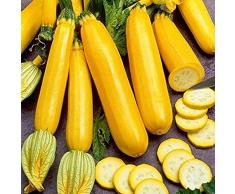 Rotyroya 25 Pz Semi di Zucchine Semi di Orto, Facile Germinazione Tollerante alla Siccità Fresco Fiorente Semi di Ortaggi Allaperto a Crescita Rapida per Cortile Giallo