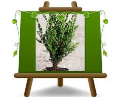 Buxus Macrophilla Faulkner Pianta da siepe bassa - su vaso da 18 - altezza 40 cm