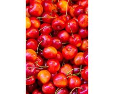 pianta di ciliegia albero di ciliegio pianta di ciliegie albero di ciliegie età 2 anni già innestate albero di frutto vero venduto da eGarden.store (Bigarreau Napoleon)