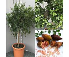 SAVINI VIVAI Pianta di Limone Caviale Rosa Albero di Agrumi Finger Lime Limone ad Alberello in Vaso 35 cm Altezza 120-140 cm 4 Anno di Innesto Made Italy