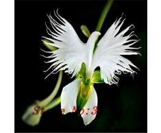`` `Hot Hot di vendita 100pcs Perù Monkey Face fiore di orchidea Phalaenopsis Semi semi Bonsai pianta fiore del giardino di casa fai da te