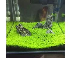 Haloppe Semi di piante acquatiche per la piantagione di giardini domestici, acquario Acquario Semi di piante Acqua Erba Decor Giardino Pianta in primo piano 1