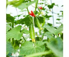 Semi Di Cetriolo Verdure Piante Di Cetriolo Semi Di Ortaggi Antichi Verdure Invernali Piante Da Giardino Piante Perenni Rampicanti Cetrioli Verdi Perenni Resistenti Semi Di Cetriolo 200 Semi Cetriolo