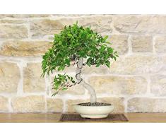Bonsai di Ficus Retusa (130)