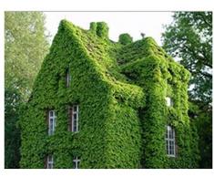 40 pz/borsa Arrampicata edera semi Creeper Semi Verde Anti-radiazioni Raggi Ultravioletti Bonsai Piante Balcone Giardinaggio Bonsai Allaperto