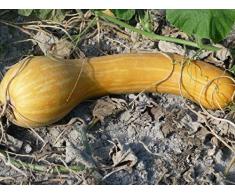Portal Cool 8 semi di zucca lungo Nizza Metodo Bio piante Semi verdura Ex non comuni