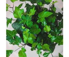 500 Pezzi Semi Di Edera Indoor, Efeutute, Ivy Vines Piante Da Giardino Roccioso Resistenti (Hedera Nepalensis) Piante Da Giardino Resistenti Perenni Tappezzante Di Semi Di Edera, Seme