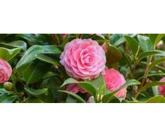 Portal Cool Tipo 8: 10pcs multi-varietà della camelia Semi Camellia Sinensis Casa Giardino Bonsai EA9