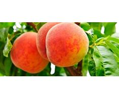 ALBERO DI PESCO -PRUNUS PERSICA-MEDITERRANEO LAURE SIMILE - pianta vera da frutto da esterno Ø 19 cm - h 150 cm