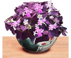 10 Pz Bulbi Oxalis Foglie viola e piccoli fiori bianchi Le piante a terra possono essere piantate in vasi e giardini allaperto