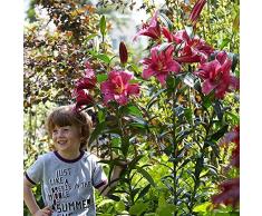 COOTO Giglio Bulbi Fiori Perenni da Esterno – Rizoma Giglio dAlbero Purple Prince - Bulbi Giglio Piante Vere da Esterno - Gigli Fiori - Semi Fiori Perenni Giardino - Lilium Bulbi Fiore