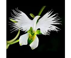 Masoke Giardino - 100 Pezzi Rari Semi di Fiori di Uccelli Bianchi Asiatici come Orchidea di Colomba, Piante del Balcone Giardino Casa
