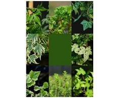 Semi di edera/Pianta di edera,Piante da balcone,Piante rampicanti resistenti,Piante da appartamento di edera,Semi di bonsai,Piante vere pendenti,Piante esotiche-400 pezzi