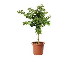 KENTIS - Alberello di Albicocco Nano - Piante Vere da Esterno - Pianta da Frutto da Giardino - Vaso Ø 24 cm