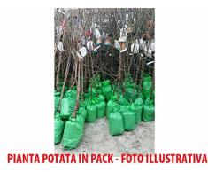 1 PIANTA di MELO RUNSè Albero da Frutta Matura A FINE Ottobre