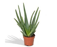 Pianta di Aloe Vera alta 40cm - Vera succulenta in vaso di dimensioni Ø12cm - Disponibili diverse piante da interno.