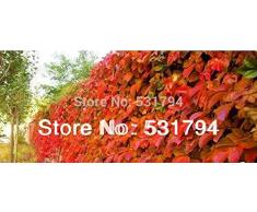 Spedizione gratuita! 200PIECE piante rampicanti semi Boston edera scalare una parete asso vite americana parete di arrampicata piante rampicanti