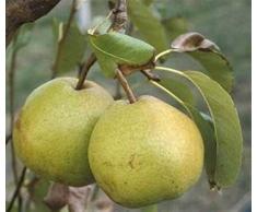 ALBERO DI PERO-PYRUS- AROMATICO PASSACRASSANA SIMILE - pianta vera da frutto da esterno Ø 19 cm - h 150 cm