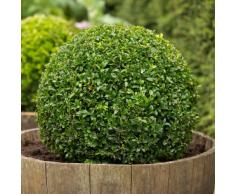 30 semi - bosso, Buxus sempervirens, Semi, (Hardy Evergreen, Potato, Siepe, Bonsai)